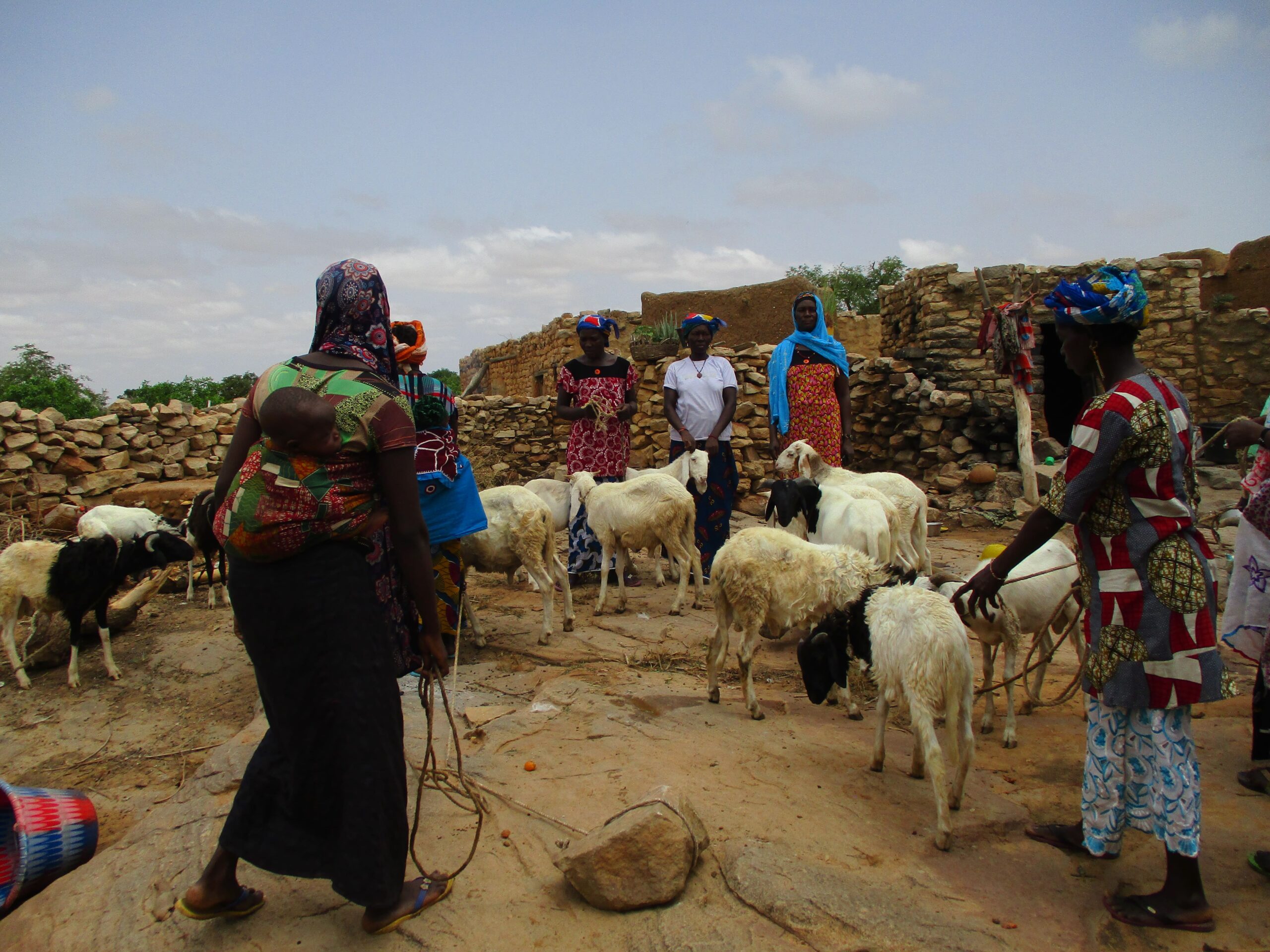 Activité embouche Ovine