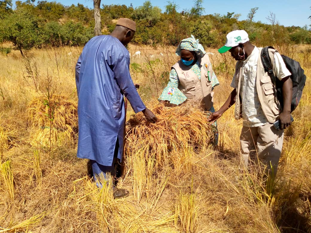 Récolte du Riz à Nounou (Wadouba)